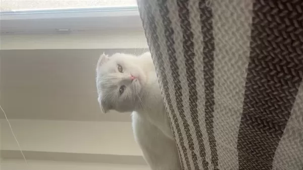 Scottish Fold Ve Van Kedisi Kirmasi