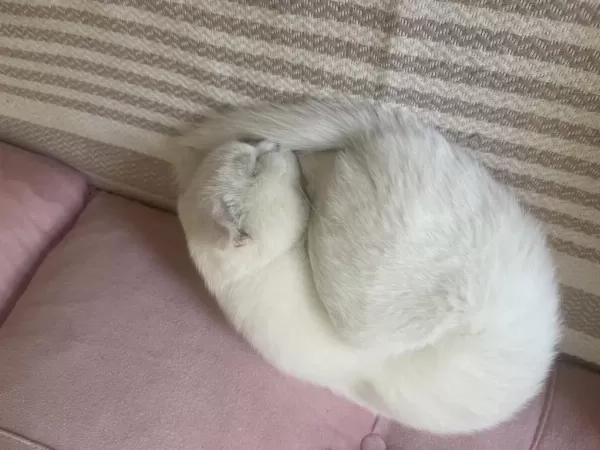 Scottish Fold Ve Van Kedisi Kirmasi