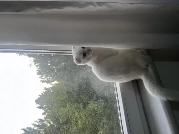 Scottish Fold Ve Van Kedisi Kirmasi