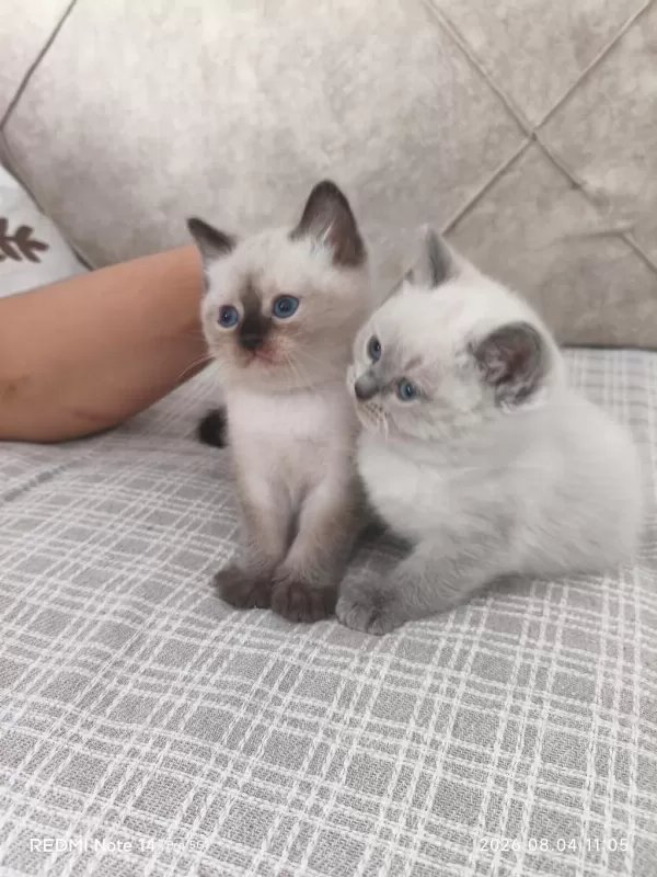 Oyuncu Yavru Birman Kedisi