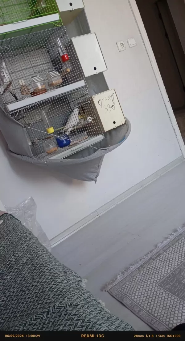 Yumurtlamak Üzere Sultan Papağanı