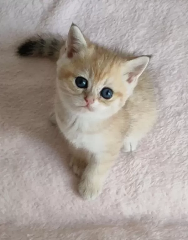 Şafkan British Shorthair