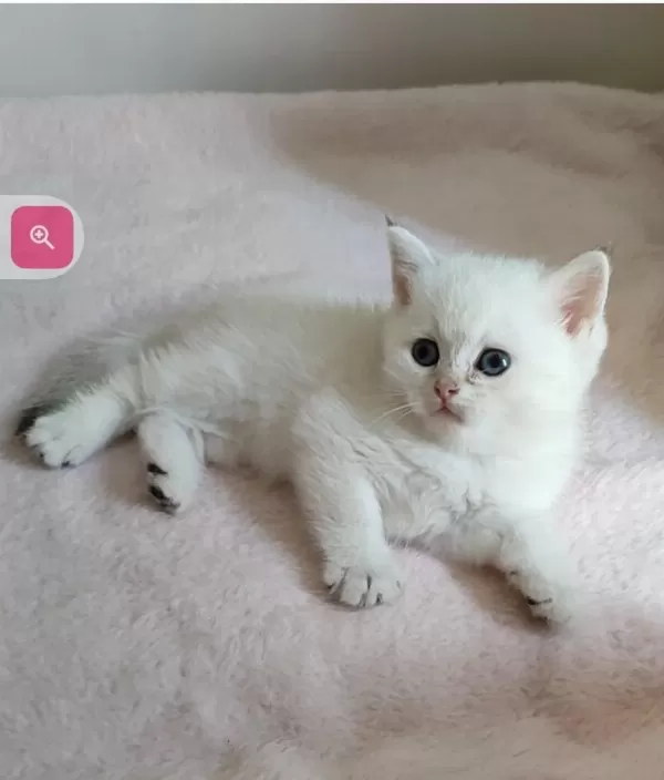 Şafkan British Shorthair