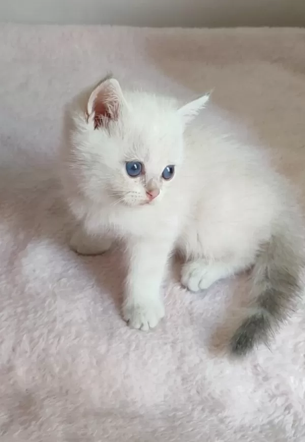 Şafkan British Shorthair
