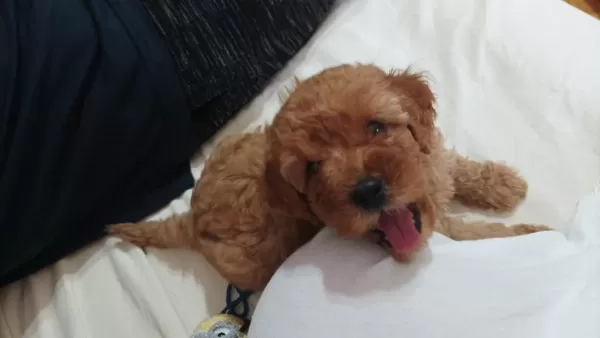 2,5 Aylık Dişi Toy Poodle