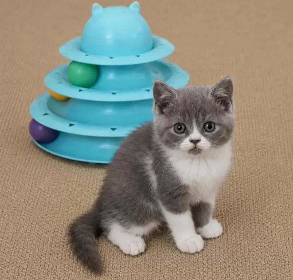 Mükemmel British Shorthair Golden Blue Ve Bicolor Yavrular