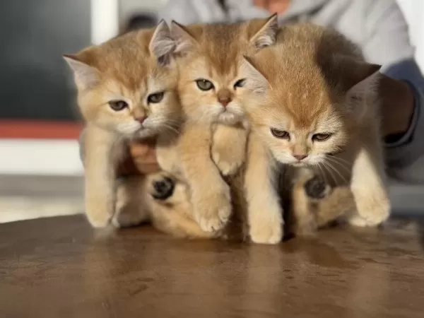 En Güzel Golden British Shorthair Yavrularımız