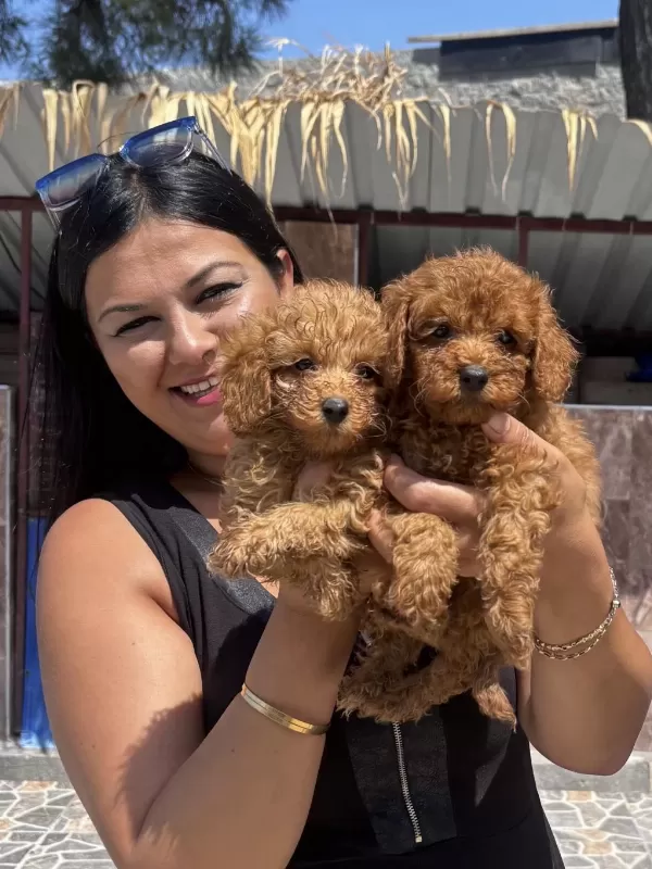 Safkan Red Toy Poodle Yavrularım