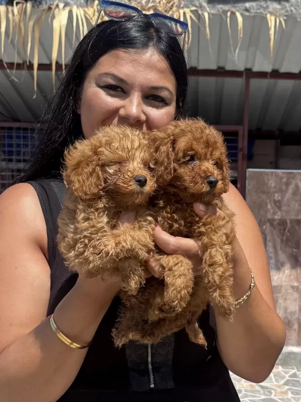 Safkan Red Toy Poodle Yavrularım