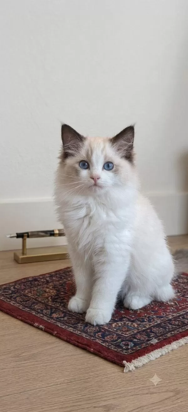 Secereli Ragdoll Yavrular