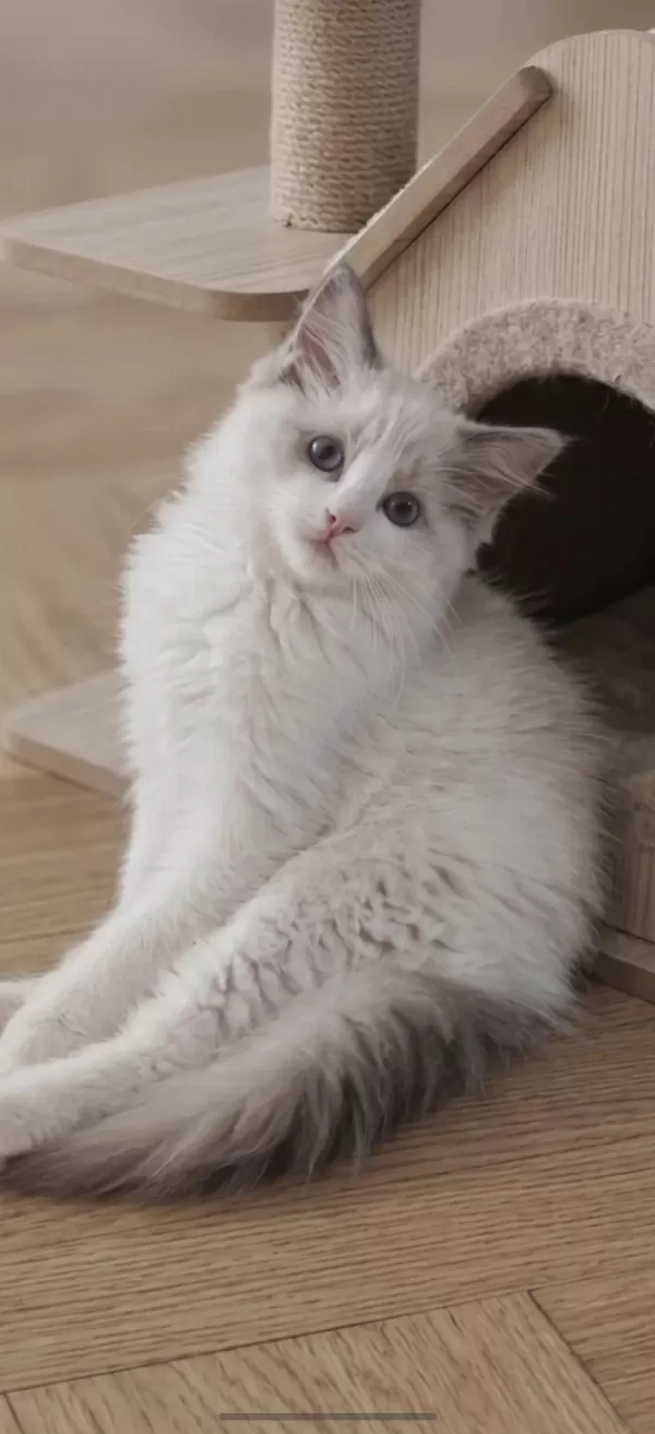 Secereli Ragdoll Yavrular