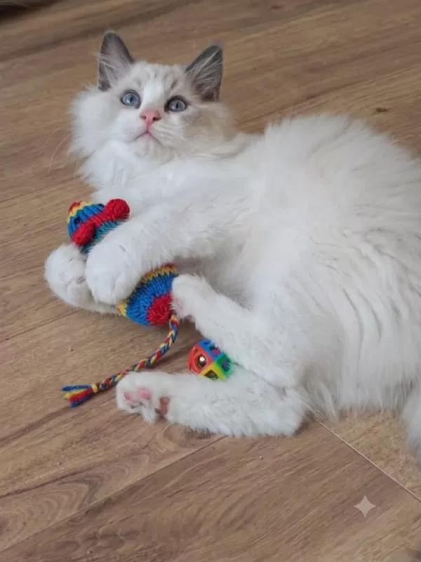 Secereli Ragdoll Yavrular