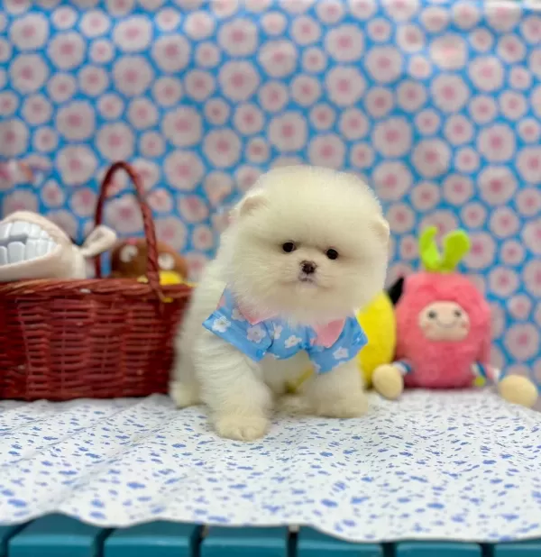Safkan Pomeranian Boo Yavrularımız