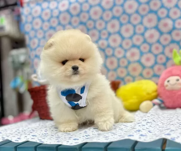 Safkan Pomeranian Boo Yavrularımız