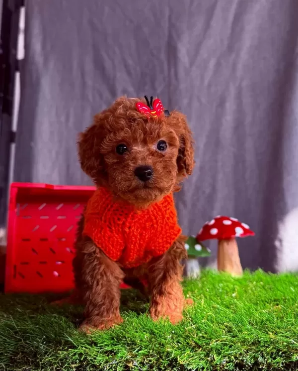 Safkan Toy Poodle Bebekler