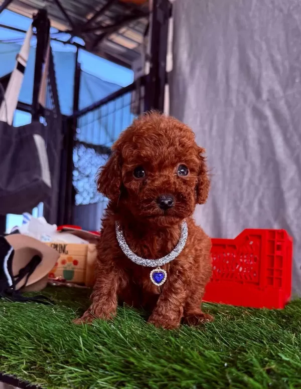 Safkan Toy Poodle Bebekler