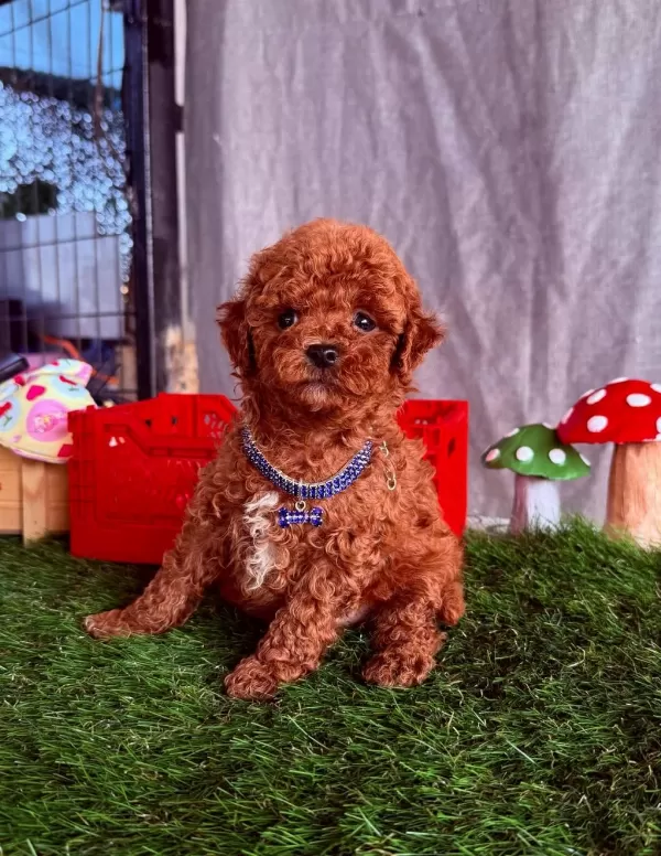 Safkan Toy Poodle Bebekler