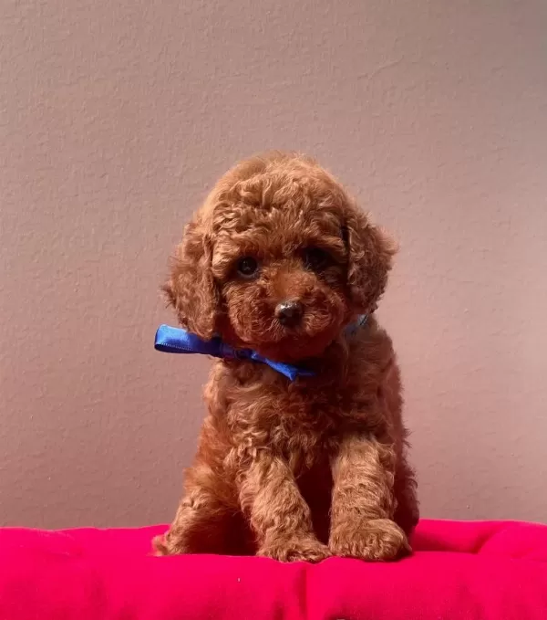 Safkan Toy Poodle Yavrularımız