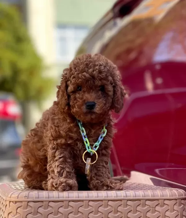 Safkan Toy Poodle Yavrularımız