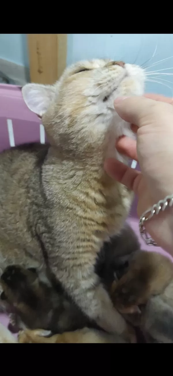 Golden British Shorthair