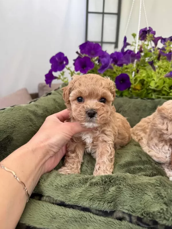 Maltipoo Yavrularımız