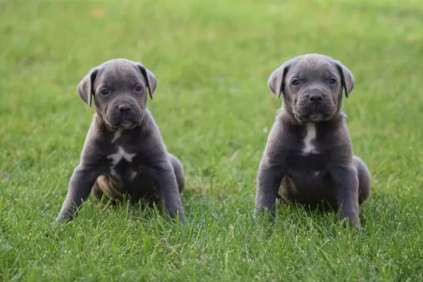 Heybetli Üst Kalite Cane Corso Yavrular