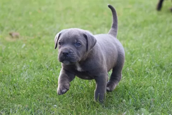 Heybetli Üst Kalite Cane Corso Yavrular