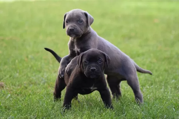 Heybetli Üst Kalite Cane Corso Yavrular