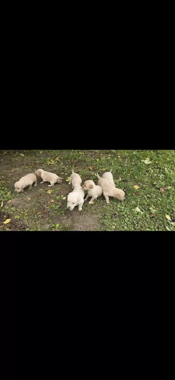 Yavru Golden Retriever 4 Erkek 3 Dişi