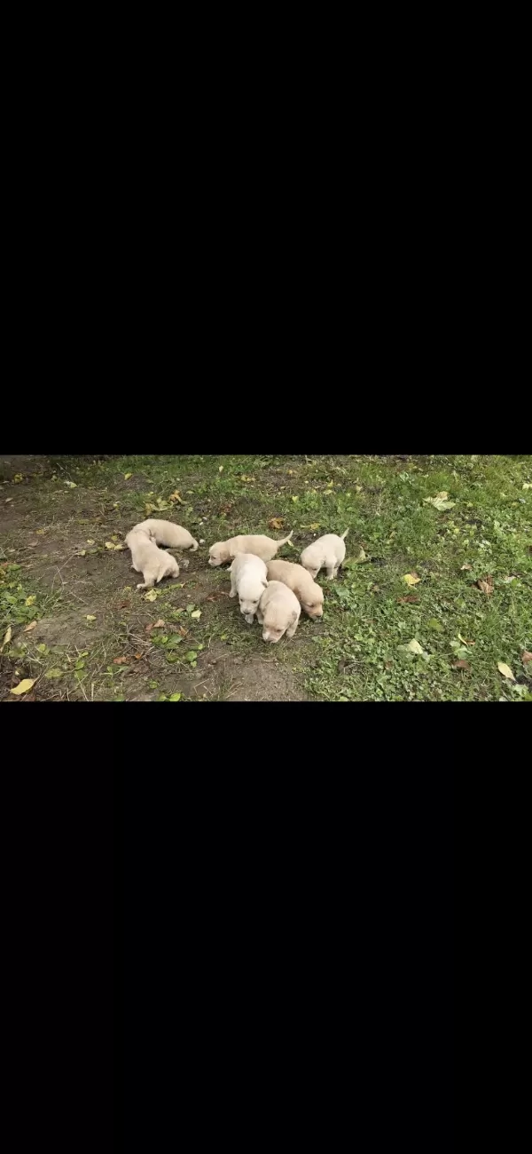 Yavru Golden Retriever 4 Erkek 3 Dişi