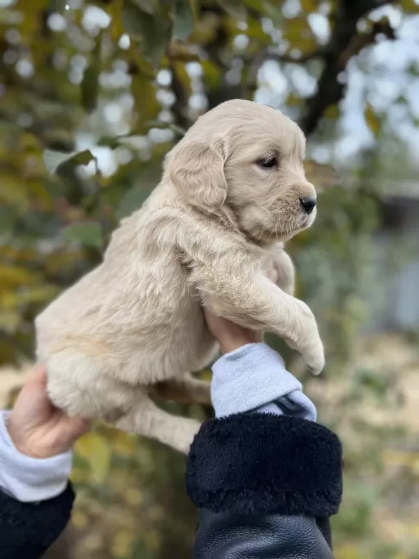 Bebek Yüzlü Golden Retriever Yavrular