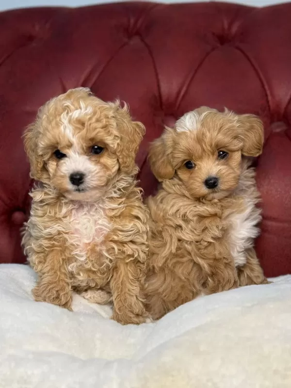 Ankaranın En Güzel Maltipoo Yavruları