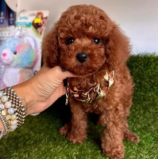 Sevimli Toy Poodle Yavrularımız