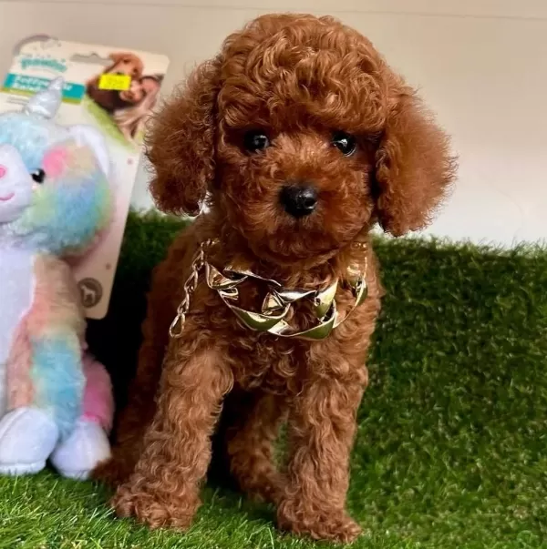Sevimli Toy Poodle Yavrularımız