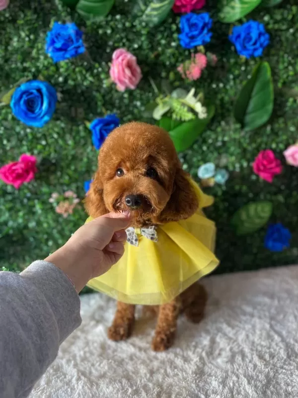 Şecere Kayıtlı İrk Garantili Toy Poodle 1.5 Yaşında