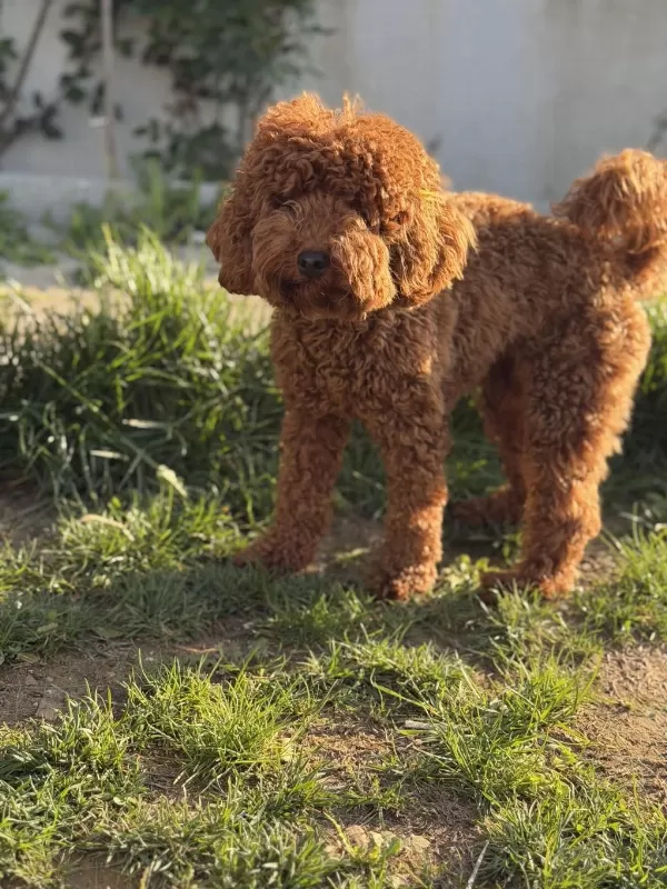 Şecere Kayıtlı İrk Garantili Toy Poodle 1.5 Yaşında