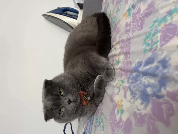 Ücretsiz Sahiplendirme 2 Yaşında Scottish Fold