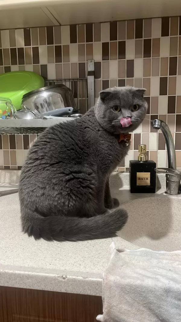 Ücretsiz Sahiplendirme 2 Yaşında Scottish Fold