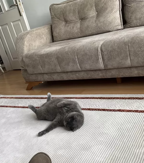 Ücretsiz Sahiplendirme 2 Yaşında Scottish Fold