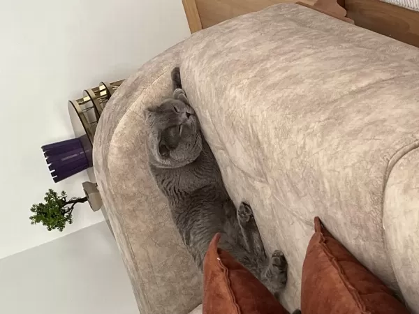 Ücretsiz Sahiplendirme 2 Yaşında Scottish Fold