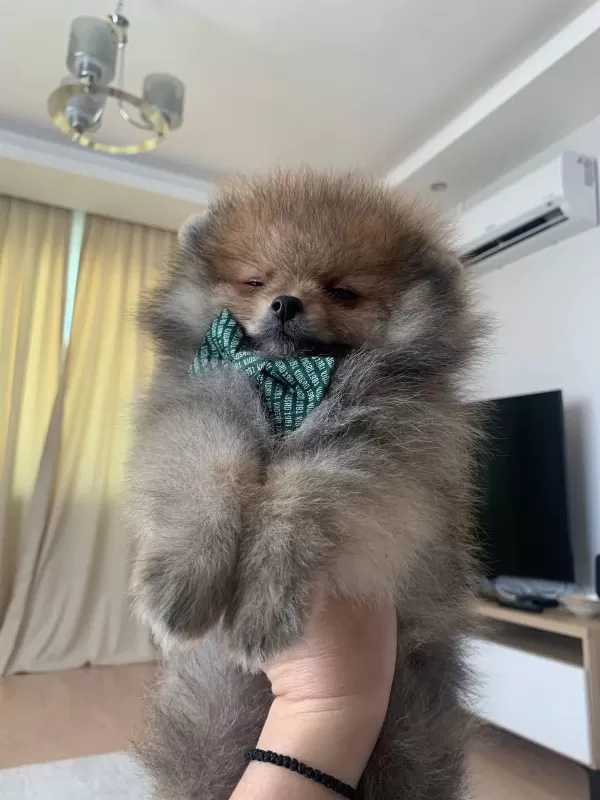Pomeranian Boo Turuncu Erkek Uygun