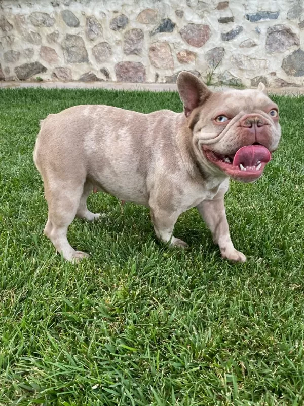 Yetişkin Kaliteli French Bulldog Eğitimli