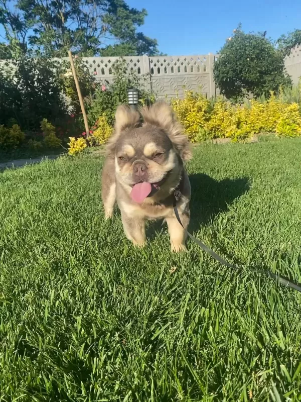 Yetişkin Kaliteli French Bulldog Eğitimli