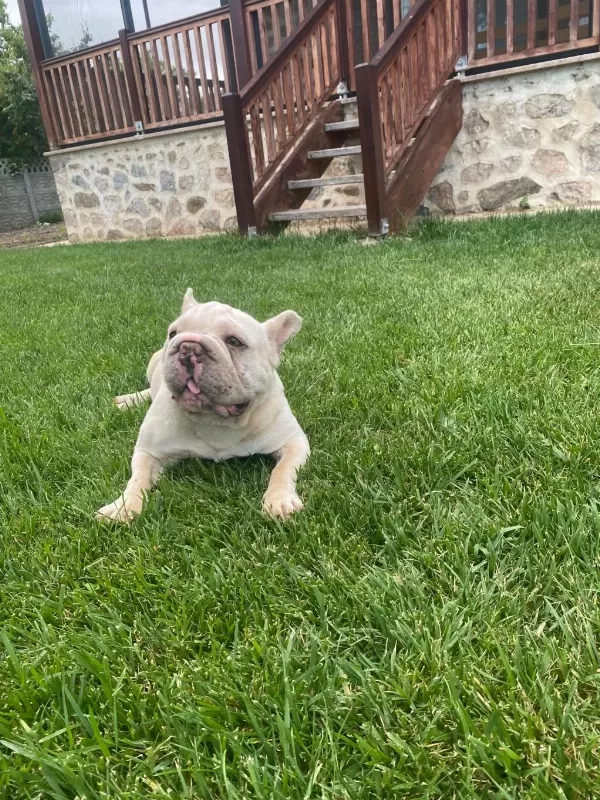 Yetişkin Kaliteli French Bulldog Eğitimli