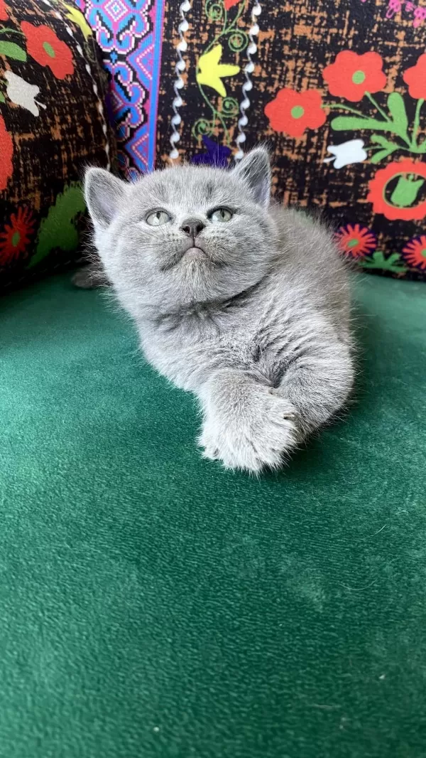 A Kalite Ayı Kafa Yavru British Shorthair