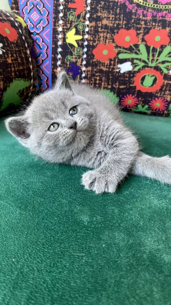 A Kalite Ayı Kafa Yavru British Shorthair
