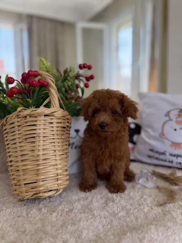 Muhteşem Kore Poodle