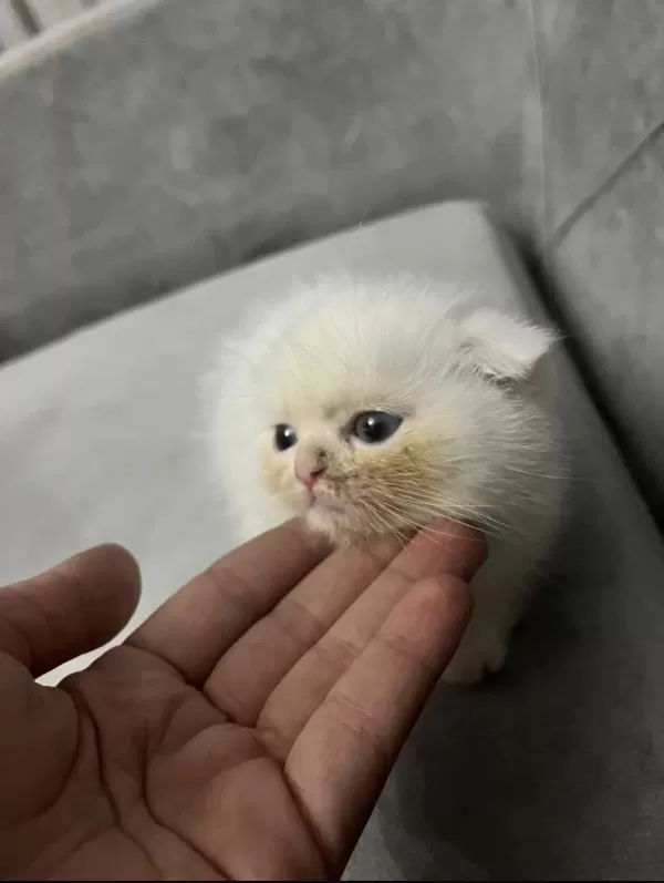 Sevimli Scottish Fold Dostum