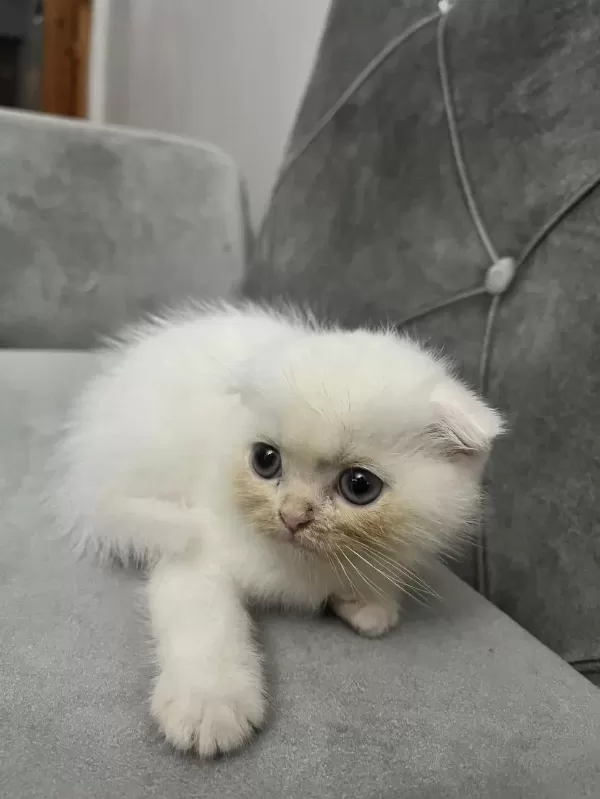 Sevimli Scottish Fold Dostum