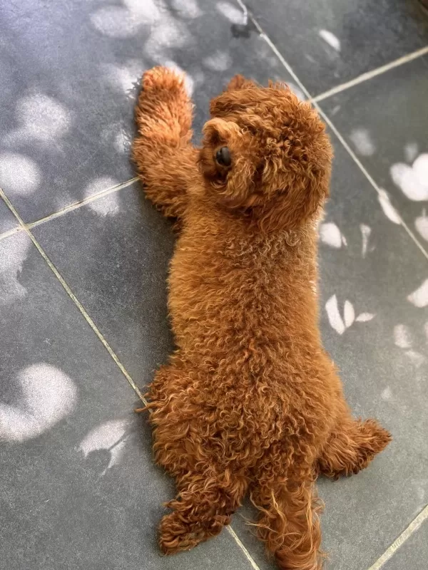 Orjinal Red Toy Poodle